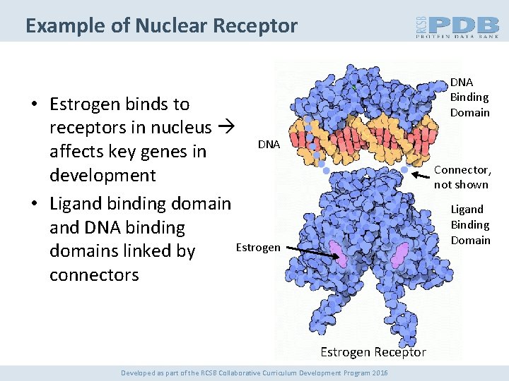 Example of Nuclear Receptor DNA Binding Domain • Estrogen binds to receptors in nucleus