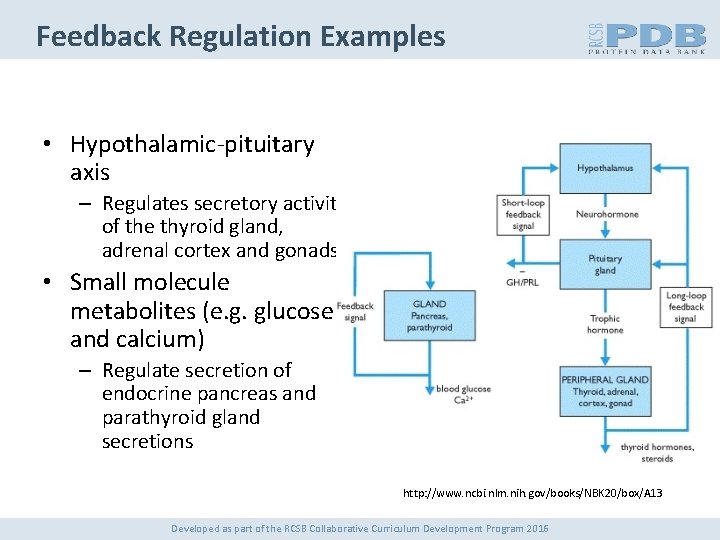 Feedback Regulation Examples • Hypothalamic-pituitary axis – Regulates secretory activity of the thyroid gland,