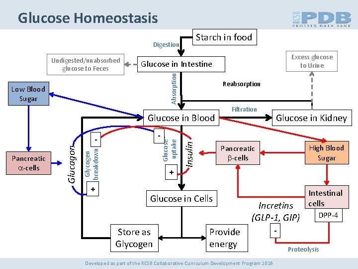 Glucose Homeostasis Starch in food Digestion Low Blood Sugar Reabsorption Glycogen breakdown Glucagon +