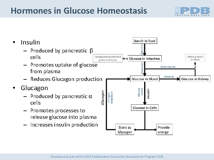 Hormones in Glucose Homeostasis • Insulin – Produced by pancreatic b cells – Promotes