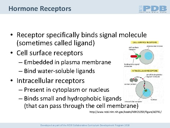 Hormone Receptors • Receptor specifically binds signal molecule (sometimes called ligand) • Cell surface