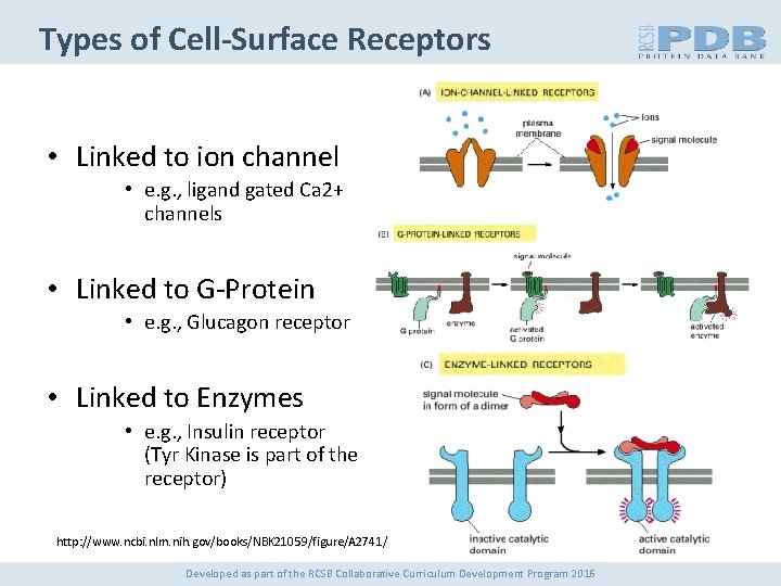 Types of Cell-Surface Receptors • Linked to ion channel • e. g. , ligand