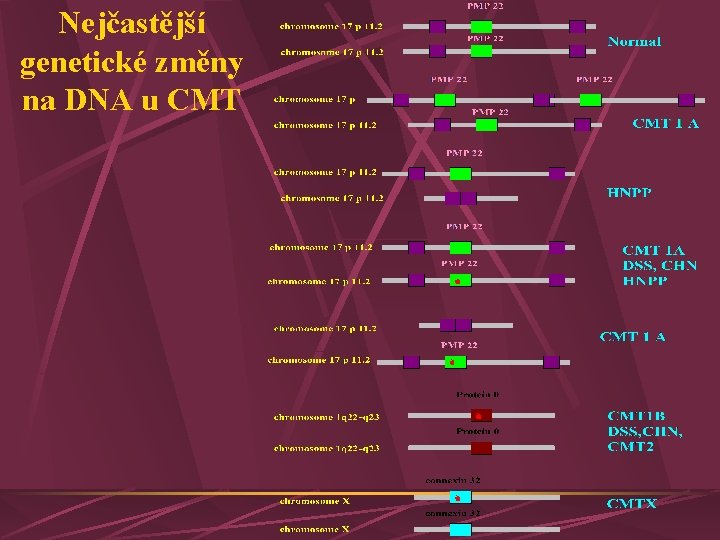 Nejčastější genetické změny na DNA u CMT 