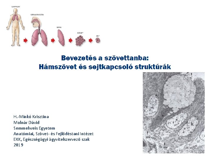 H. -Minkó Krisztina Molnár Dávid Semmelweis Egyetem Anatómiai, Szövet- és Fejlődéstani Intézet EKK, Egészségügyi