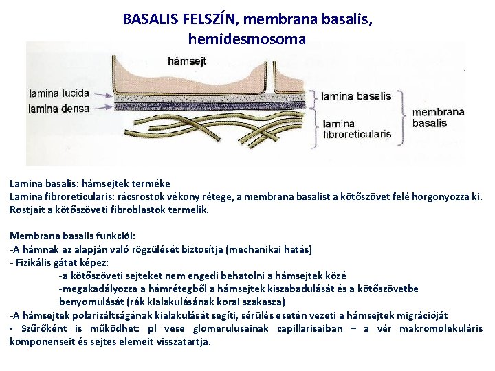 BASALIS FELSZÍN, membrana basalis, hemidesmosoma Lamina basalis: hámsejtek terméke Lamina fibroreticularis: rácsrostok vékony rétege,