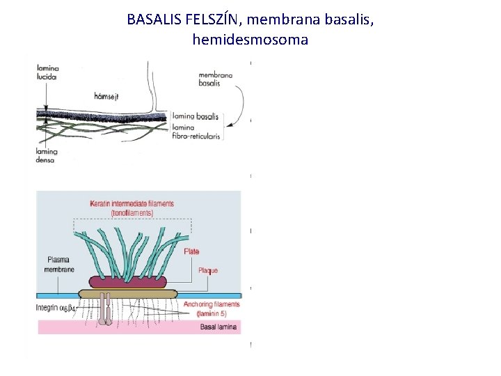 BASALIS FELSZÍN, membrana basalis, hemidesmosoma 