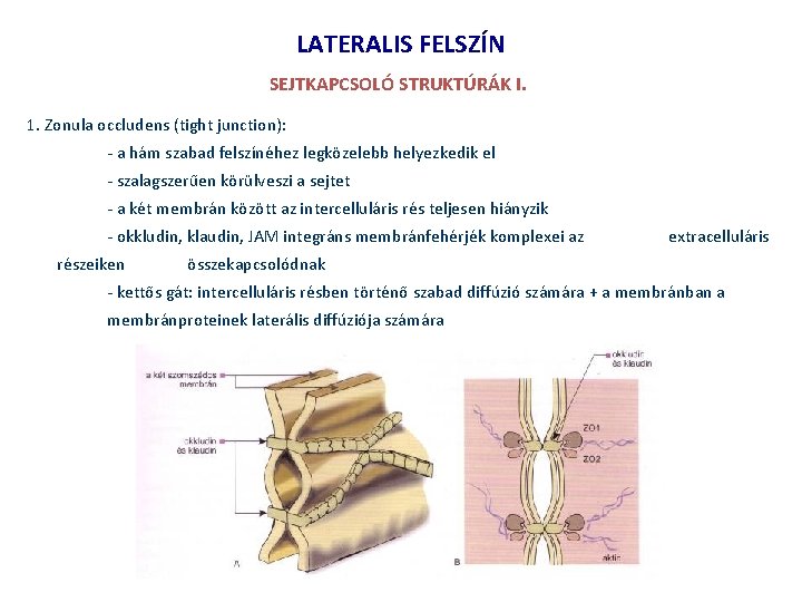 LATERALIS FELSZÍN SEJTKAPCSOLÓ STRUKTÚRÁK I. 1. Zonula occludens (tight junction): - a hám szabad