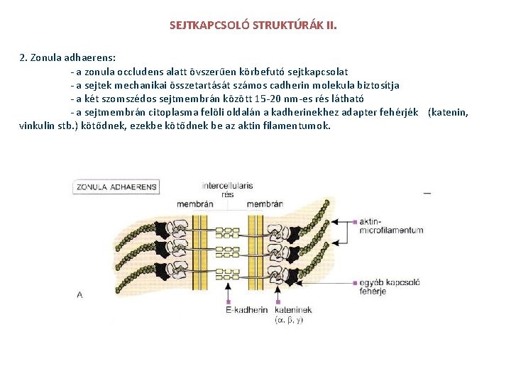 SEJTKAPCSOLÓ STRUKTÚRÁK II. 2. Zonula adhaerens: - a zonula occludens alatt övszerűen körbefutó sejtkapcsolat