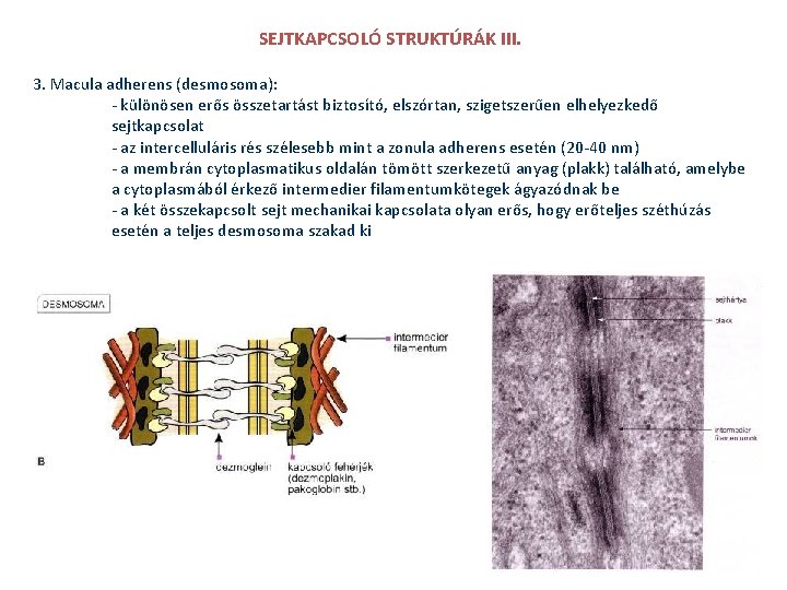 SEJTKAPCSOLÓ STRUKTÚRÁK III. 3. Macula adherens (desmosoma): - különösen erős összetartást biztosító, elszórtan, szigetszerűen