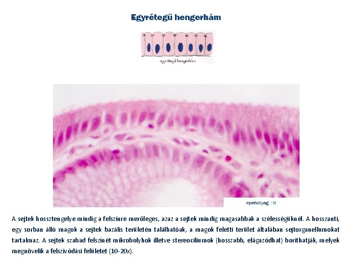 A sejtek hossztengelye mindig a felszínre merőleges, azaz a sejtek mindig magasabbak a szélességüknél.