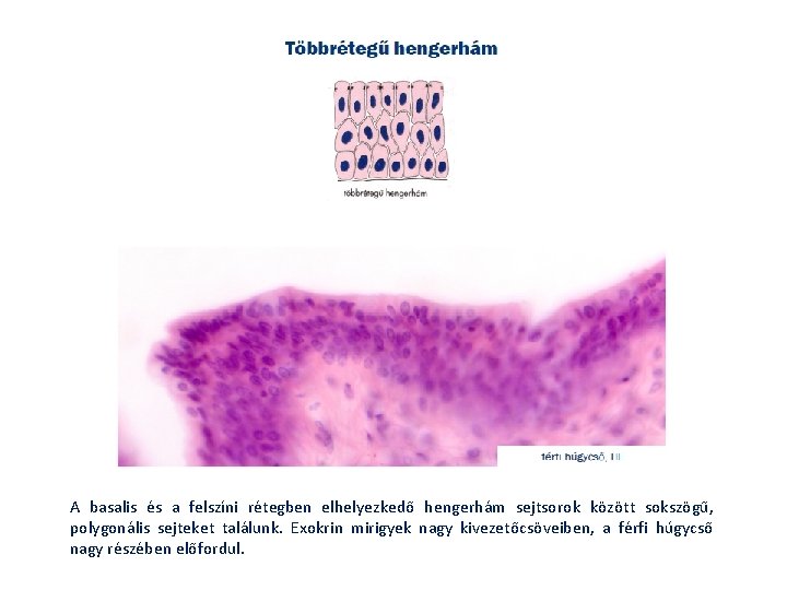A basalis és a felszíni rétegben elhelyezkedő hengerhám sejtsorok között sokszögű, polygonális sejteket találunk.