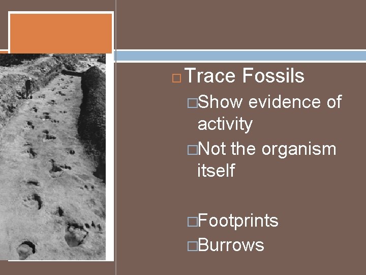  Trace Fossils �Show evidence of activity �Not the organism itself �Footprints �Burrows 