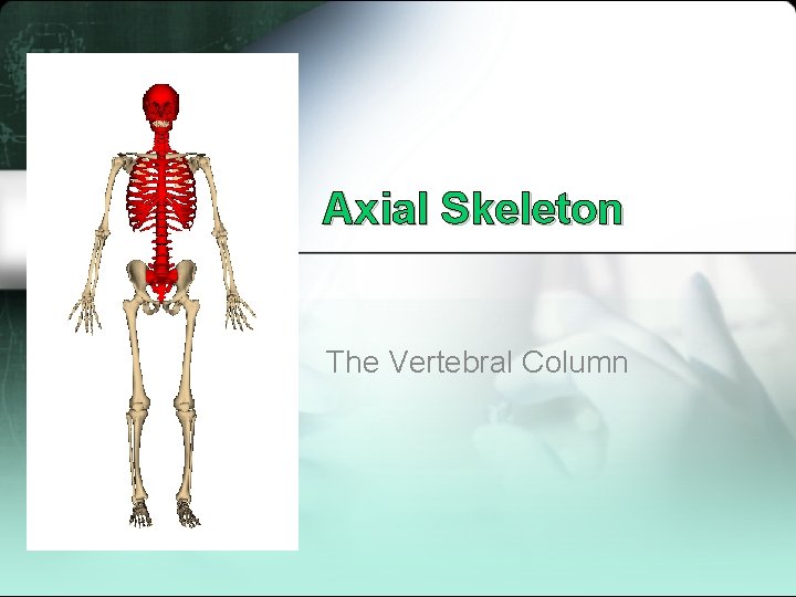 Axial Skeleton The Vertebral Column 