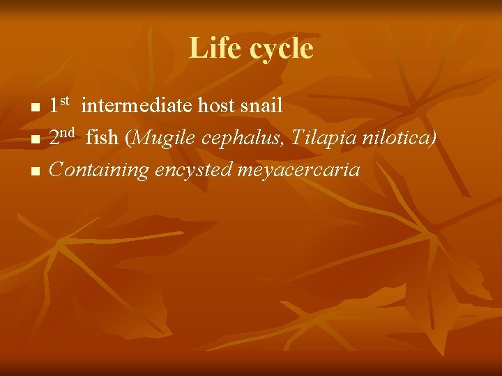 Life cycle n n n 1 st intermediate host snail 2 nd fish (Mugile