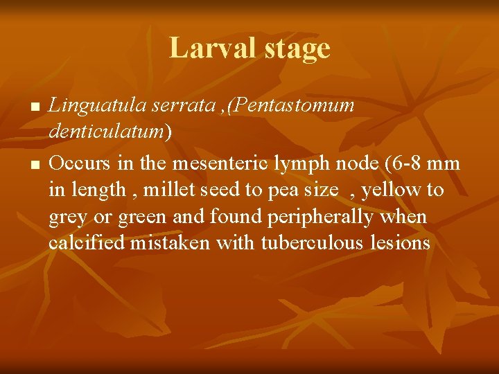 Larval stage n n Linguatula serrata , (Pentastomum denticulatum) Occurs in the mesenteric lymph