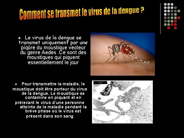 Le virus de la dengue se transmet uniquement par une piqûre du moustique vecteur