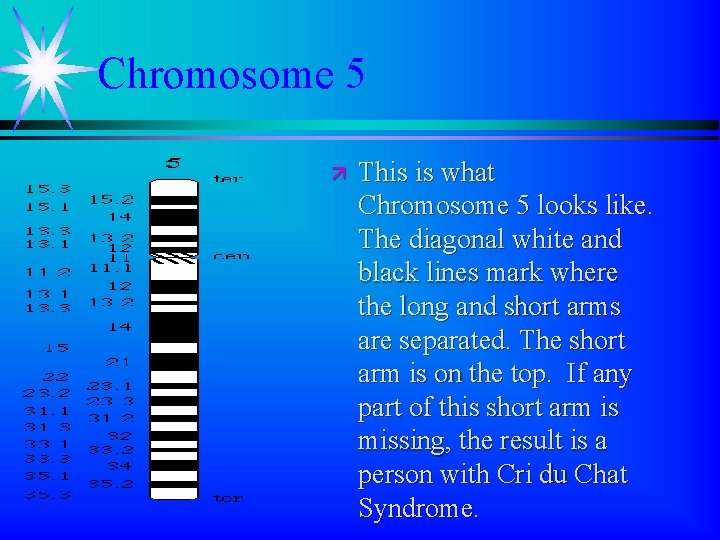 Chromosome 5 ä This is what Chromosome 5 looks like. The diagonal white and Chromosome 5 ä This is what Chromosome 5 looks like. The diagonal white and