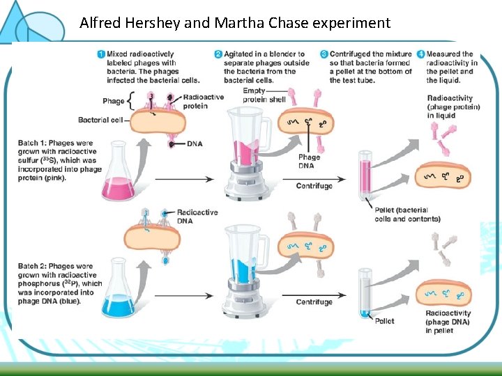 Alfred Hershey and Martha Chase experiment 