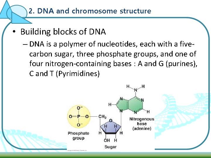 2. DNA and chromosome structure • Building blocks of DNA – DNA is a