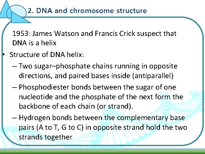 2. DNA and chromosome structure 1953: James Watson and Francis Crick suspect that DNA