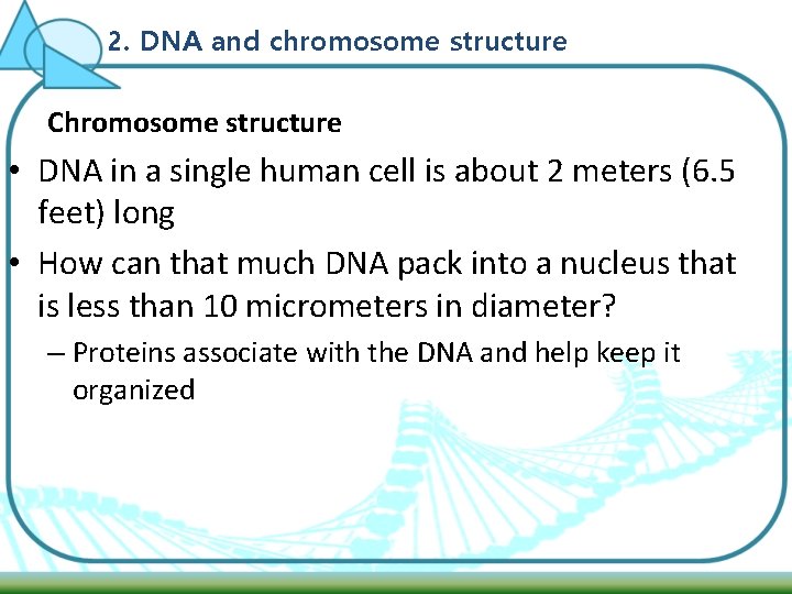 2. DNA and chromosome structure Chromosome structure • DNA in a single human cell