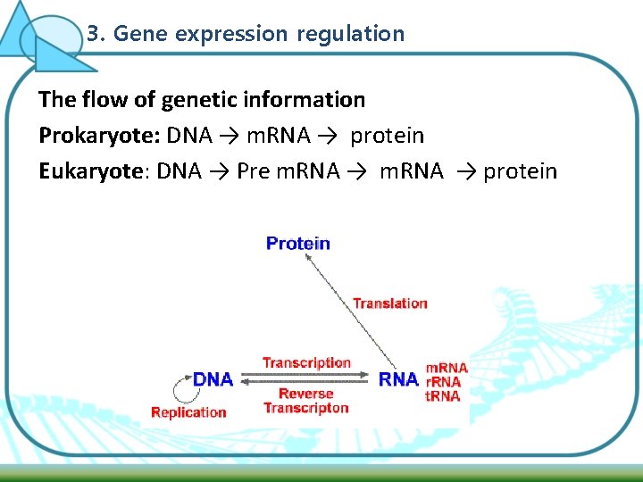 3. Gene expression regulation The flow of genetic information Prokaryote: DNA → m. RNA