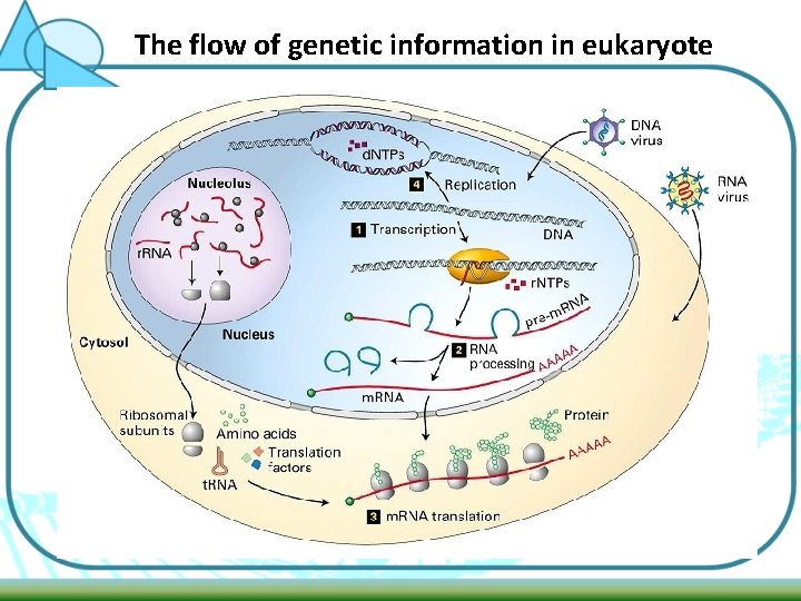 The flow of genetic information in eukaryote 