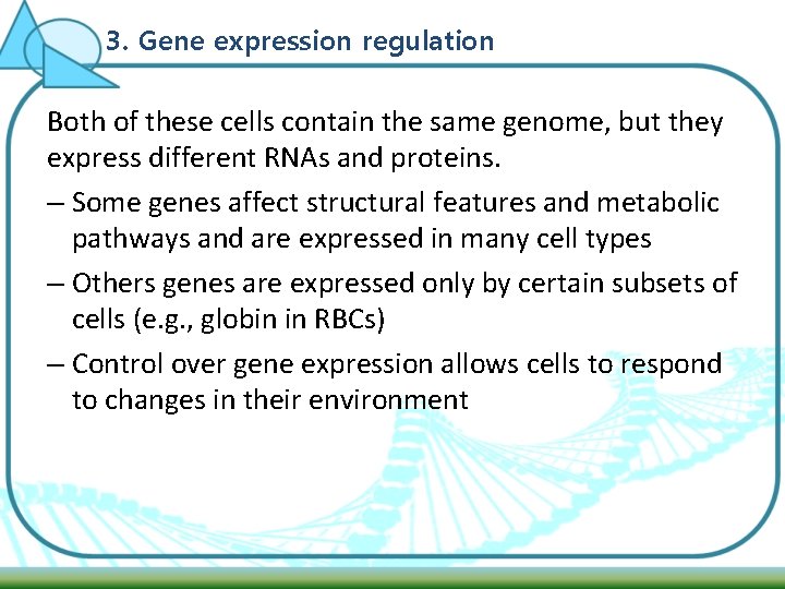 3. Gene expression regulation Both of these cells contain the same genome, but they