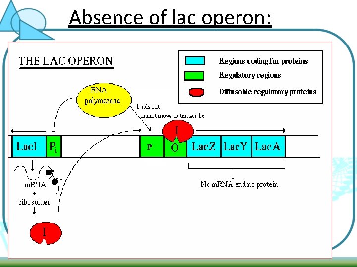 Absence of lac operon: 