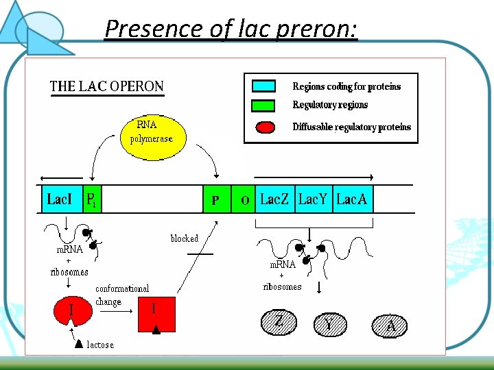 Presence of lac preron: 