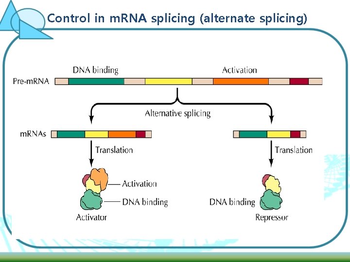 Control in m. RNA splicing (alternate splicing) 