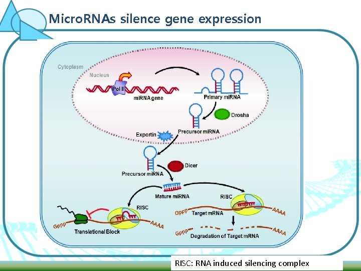 Micro. RNAs silence gene expression RISC: RNA induced silencing complex 