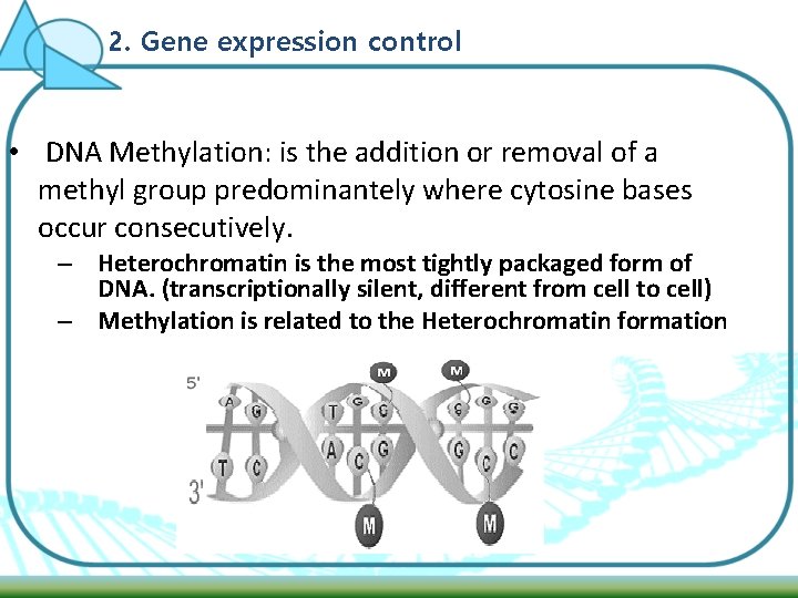 2. Gene expression control • DNA Methylation: is the addition or removal of a