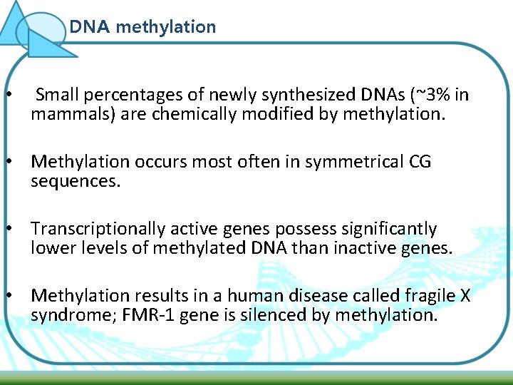 DNA methylation • Small percentages of newly synthesized DNAs (~3% in mammals) are chemically