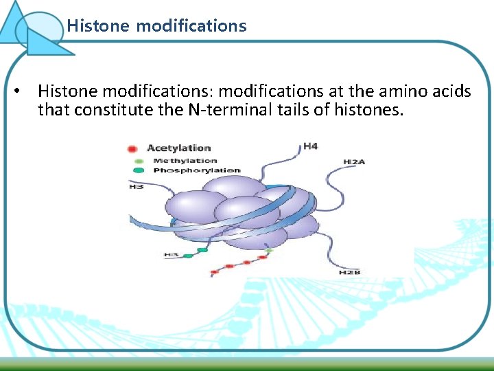 Histone modifications • Histone modifications: modifications at the amino acids that constitute the N-terminal