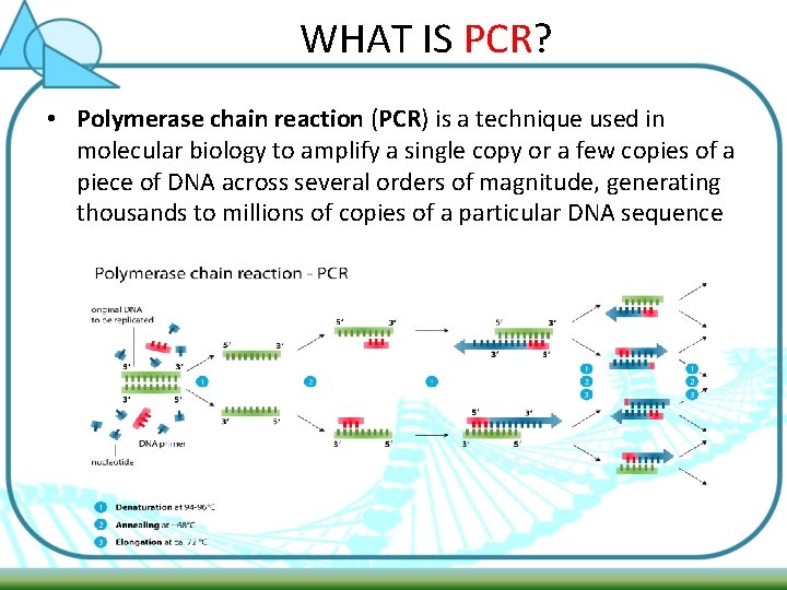 WHAT IS PCR? • Polymerase chain reaction (PCR) is a technique used in molecular