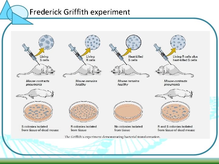 Frederick Griffith experiment 