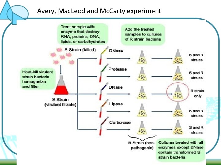 Avery, Mac. Leod and Mc. Carty experiment 