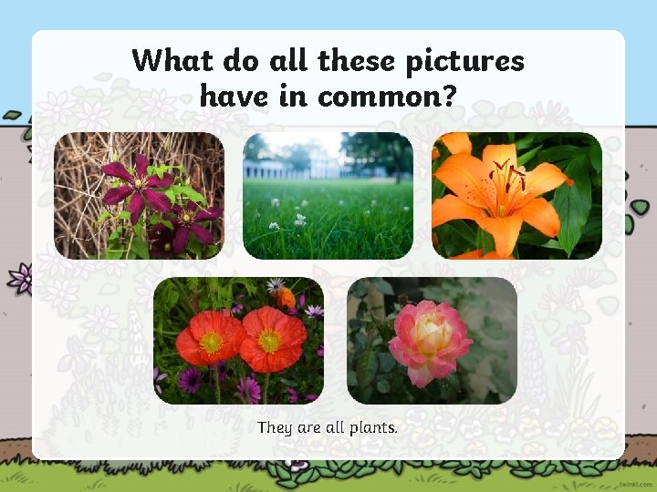 What do all these pictures have in common? They are all plants. 