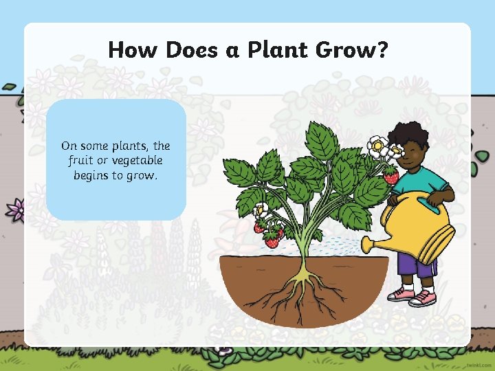 How Does a Plant Grow? The. With seedthe goes right in the On Thepot