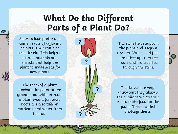 What Do the Different Parts of a Plant Do? Flowers look pretty and come