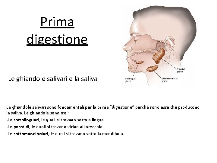 Prima digestione Le ghiandole salivari e la saliva Le ghiandole salivari sono fondamentali per