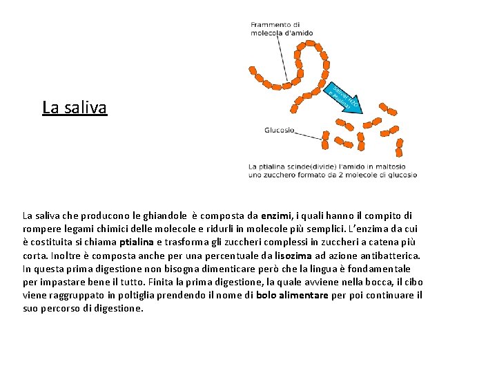 La saliva che producono le ghiandole è composta da enzimi, i quali hanno il