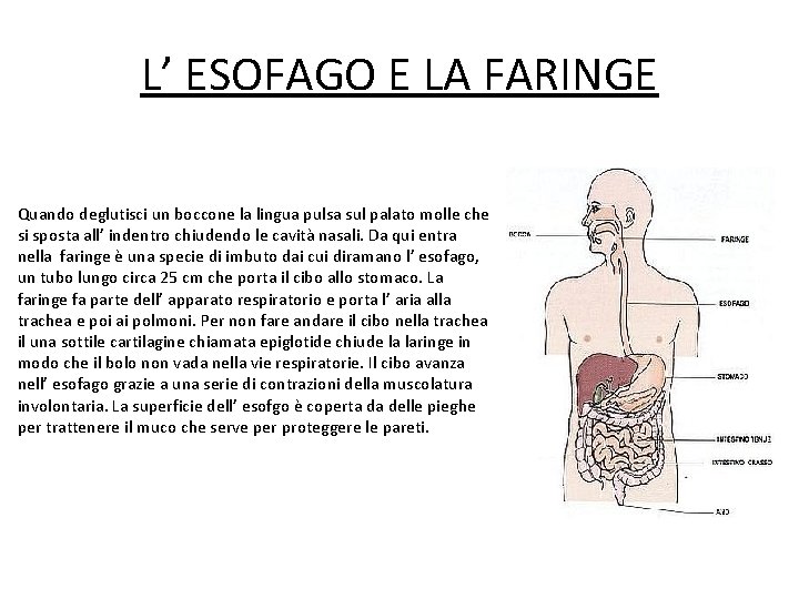 L’ ESOFAGO E LA FARINGE Quando deglutisci un boccone la lingua pulsa sul palato