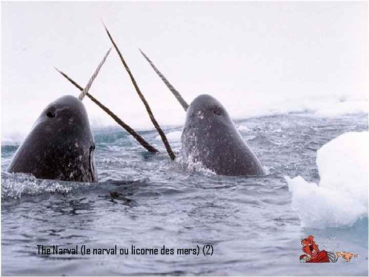 The Narval (le narval ou licorne des mers) (2) 