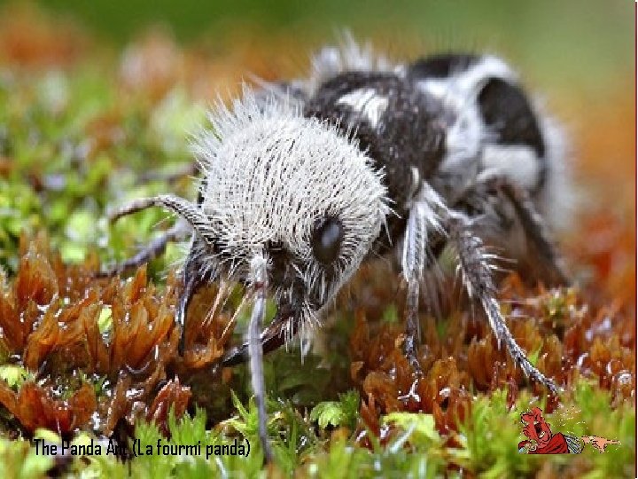 The Panda Ant (La fourmi panda) 