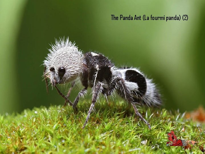 The Panda Ant (La fourmi panda) (2) 