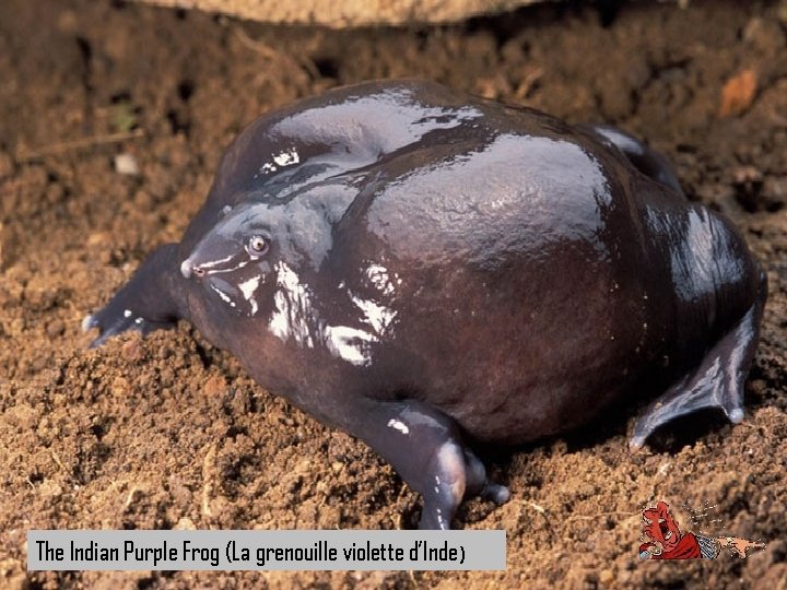 The Indian Purple Frog (La grenouille violette d’Inde) 