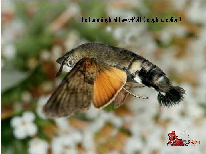 The Hummingbird Hawk-Moth (le sphinx colibri) 