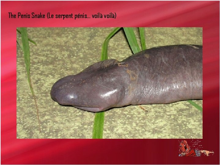 The Penis Snake (Le serpent pénis… voilà) 